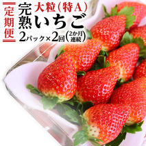 【2ヵ月 定期便】 完熟 いちご 定期便！ 2パック × 2回 合計 4パック （1P約260g） 定期便 国産 いちご イチゴ 苺 果物 かおり野 とちおとめ やよいひめ フルーツ 茨城県産 KEK [BC073sa]
