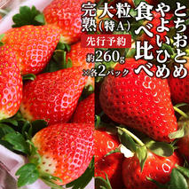 【 2026年1月上旬発送開始 】完熟！ やよいひめ 約260g×2P・とちおとめ 約260g×2P 食べ比べ 国産 いちご イチゴ 苺 [BC008sa]