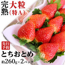 【 2026年1月上旬発送開始 】 完熟 とちおとめ 約260g×2P 国産 いちご イチゴ 苺 [BC025sa]