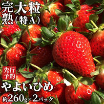 【 2026年1月上旬発送開始 】 完熟 やよいひめ 約260g×2P 国産 いちご イチゴ 苺 [BC026sa]