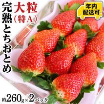 【12/18までの申込で年内にお届け！】完熟 とちおとめ 約260g×2P 年内お届け 国産 いちご イチゴ 苺 果物 フルーツ 茨城県産 KEK[BC079sa]