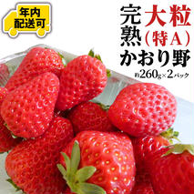【12/18までの申込で年内にお届け！】 完熟 かおり野 約260g×2パック 年内お届け 国産 いちご イチゴ 苺 果物 フルーツ 茨城県産 KEK[BC081sa]