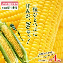 【2026年先行予約】桜川市産 とうもろこし 品種おまかせ 約4kg おおもの ゴールドラッシュ おひさまコーン  [FJ001sa]