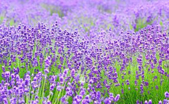 ラベンダーの里からお届け！【ラベンダー鉢】5号 植物 苗木 