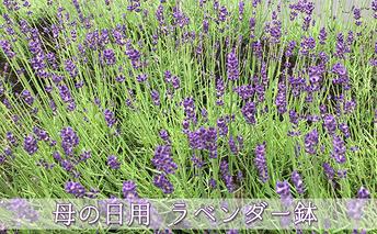 【北海道上富良野町産】母の日ラベンダーギフト							
 花 花束 お花 